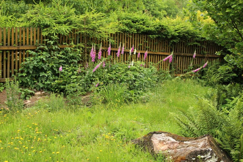 Old overgrown garden with wild flowers stock image