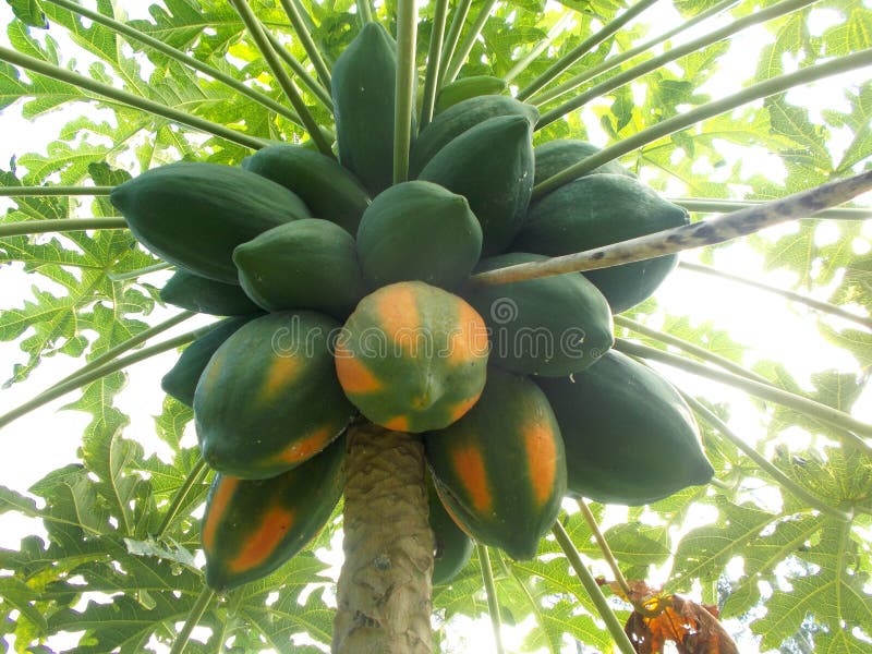 Old papaya fruits stock photo. Image of flora, backyard 97934176