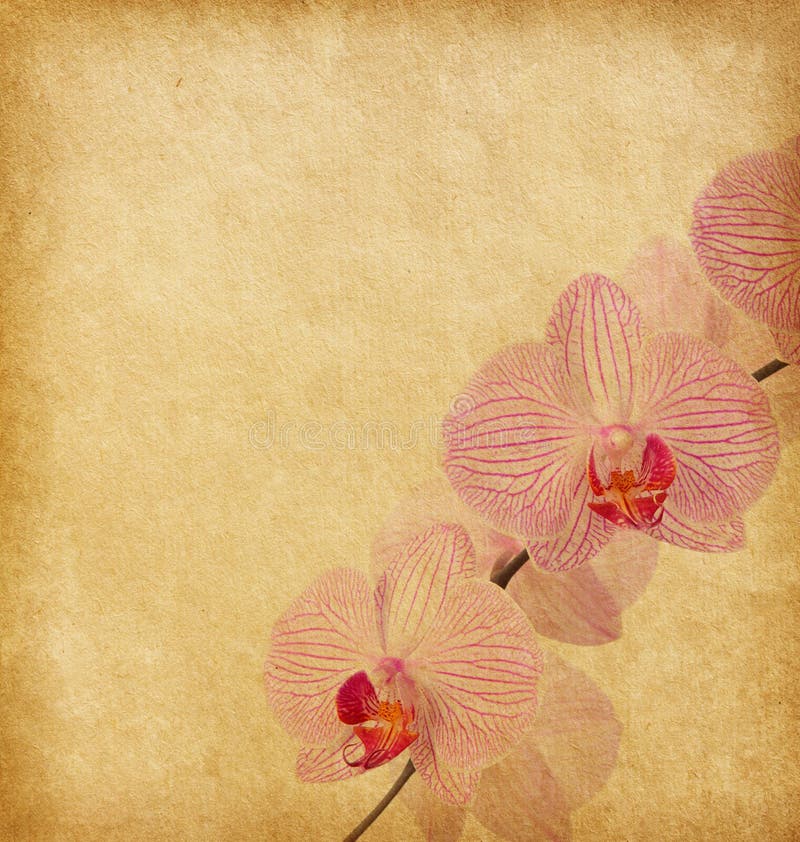 Old paper with orchid