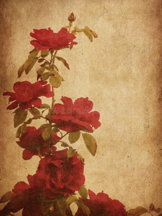 Old paper with roses stock illustration. Illustration of ancient - 27658599