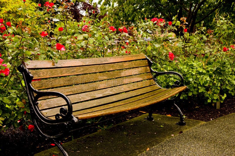 Old Park Bench in Rose Garden