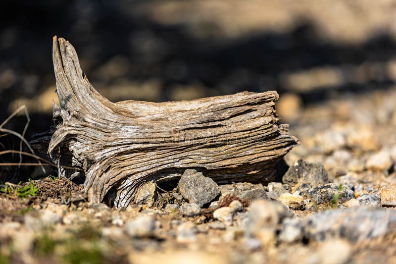 Old Piece of Wood Laying on the Ground Editorial Stock Image Image of
