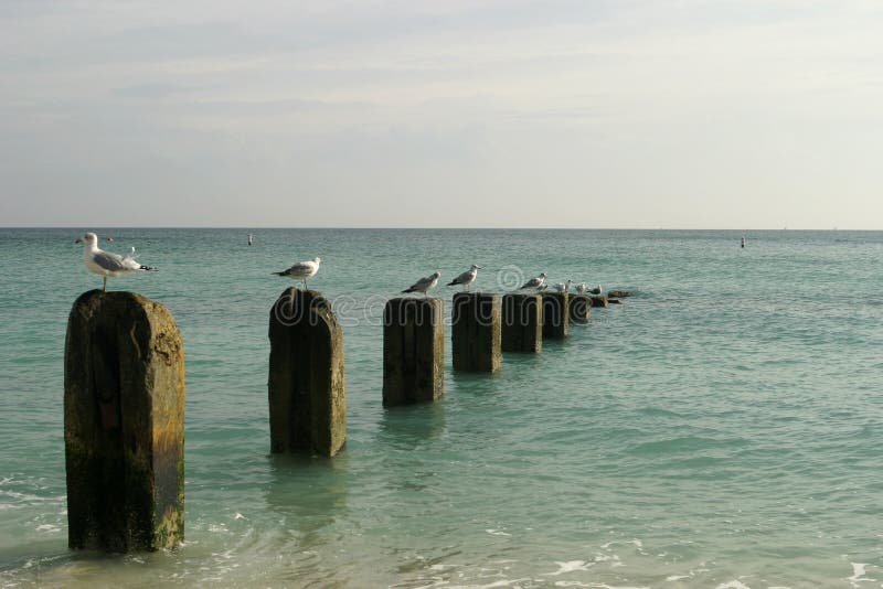 Old Pier With Seagulls stock photos