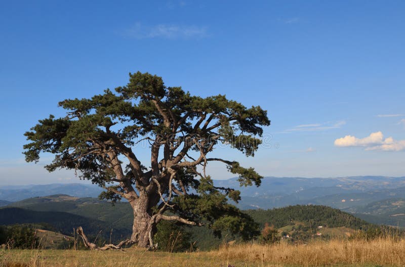 Over 400 Years Old Pine Tree