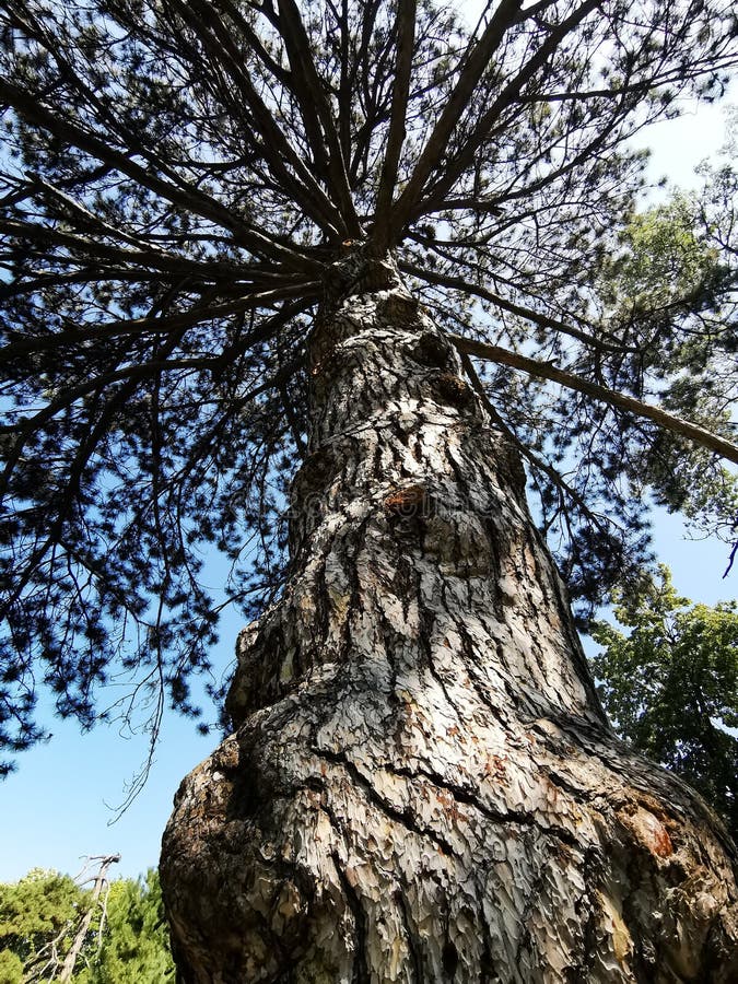 Old pine tree - bottom view trunk bark stock photo