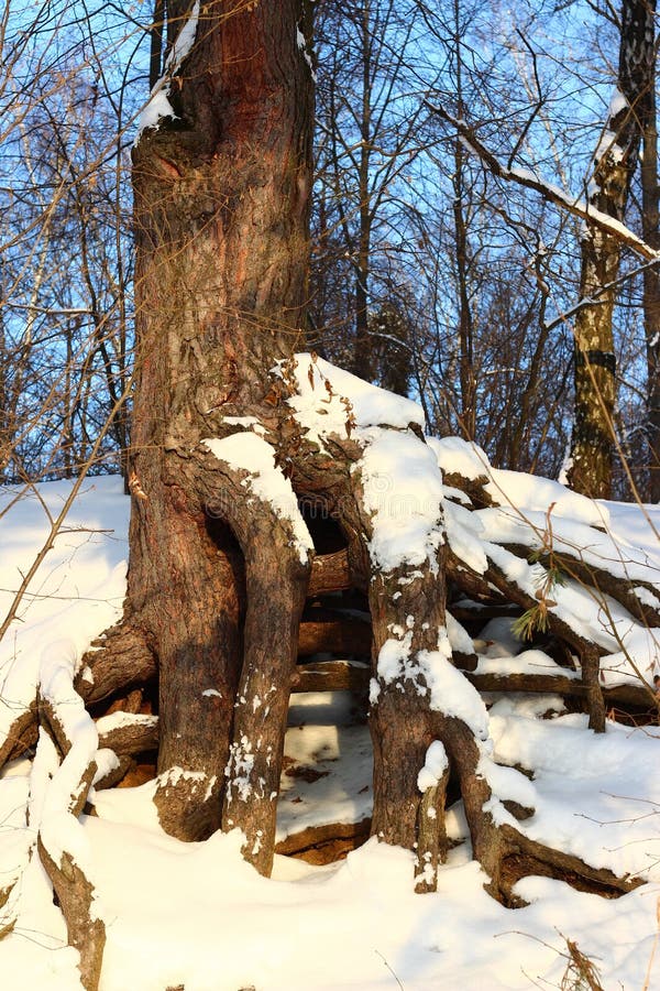An Old Pine Tree with Powerful Roots Growing on a Slope Wrapped in