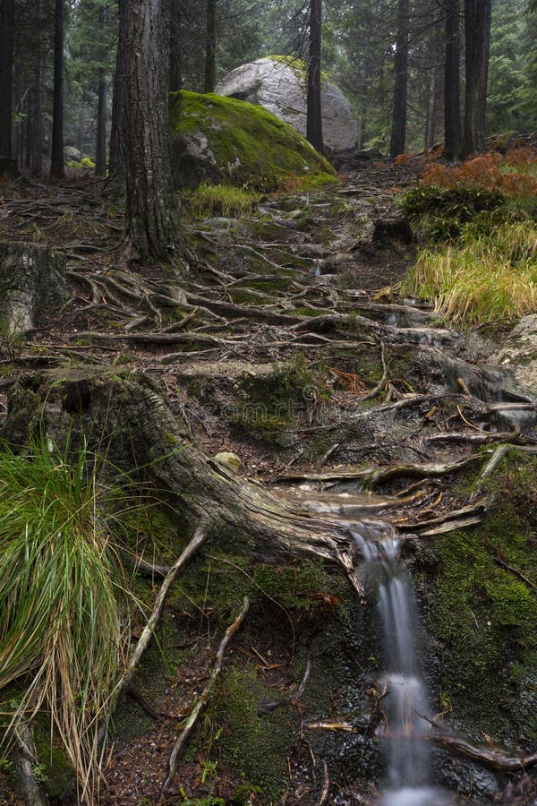 Old Pine Trees Roots In The Path Through The Lost Woods Unesco World Heritage Geres National Park Stock Image Image Of Peaceful Forest