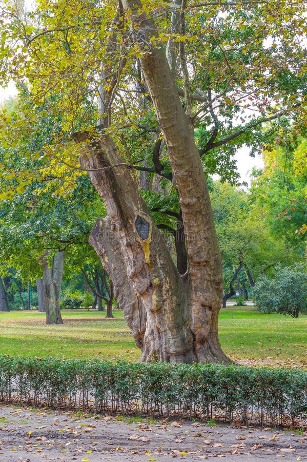 Old plane tree in the park stock image. Image of light - 78103831