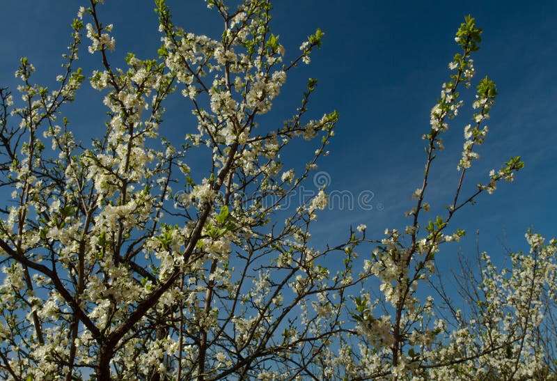 Old plum tree stock image. Image of deciduous, scenics 43307863