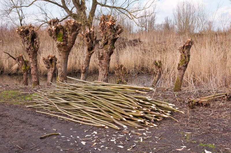 Old pollarded willows in a Dutch nature reserve