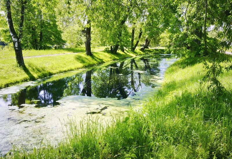 Old pond in the forest