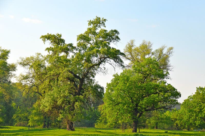 Old poplar tree stock image. Image of greenery, beautiful 248563975