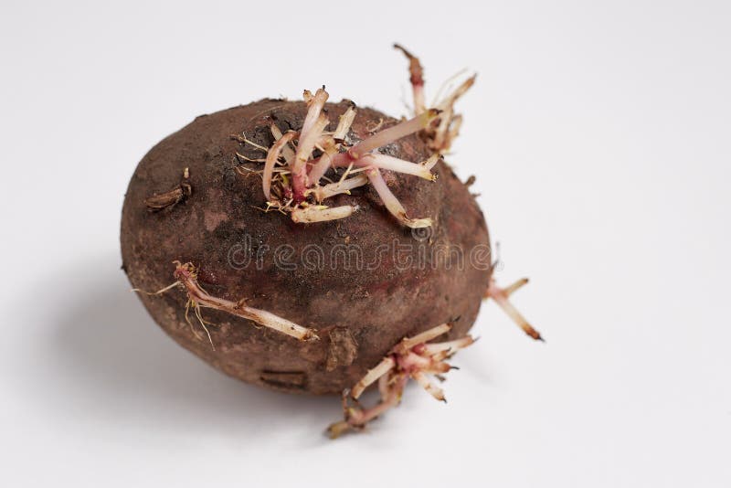 An Old Potato with Sprouts, Shot on a White Background Stock Photo