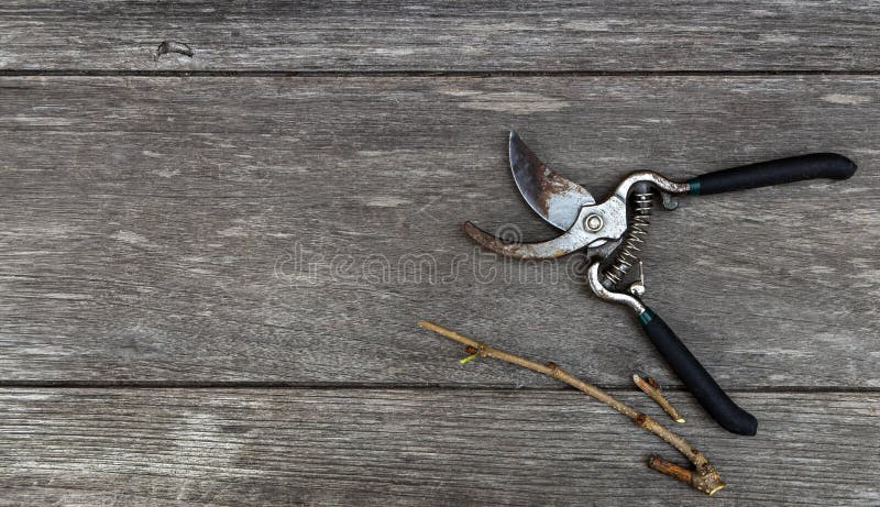 Old pruning shears and branch isolated on wood table background wiht copy space for your text or image