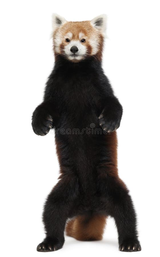 351 Red Panda Standing Stock Photos - Free & Royalty-Free Stock