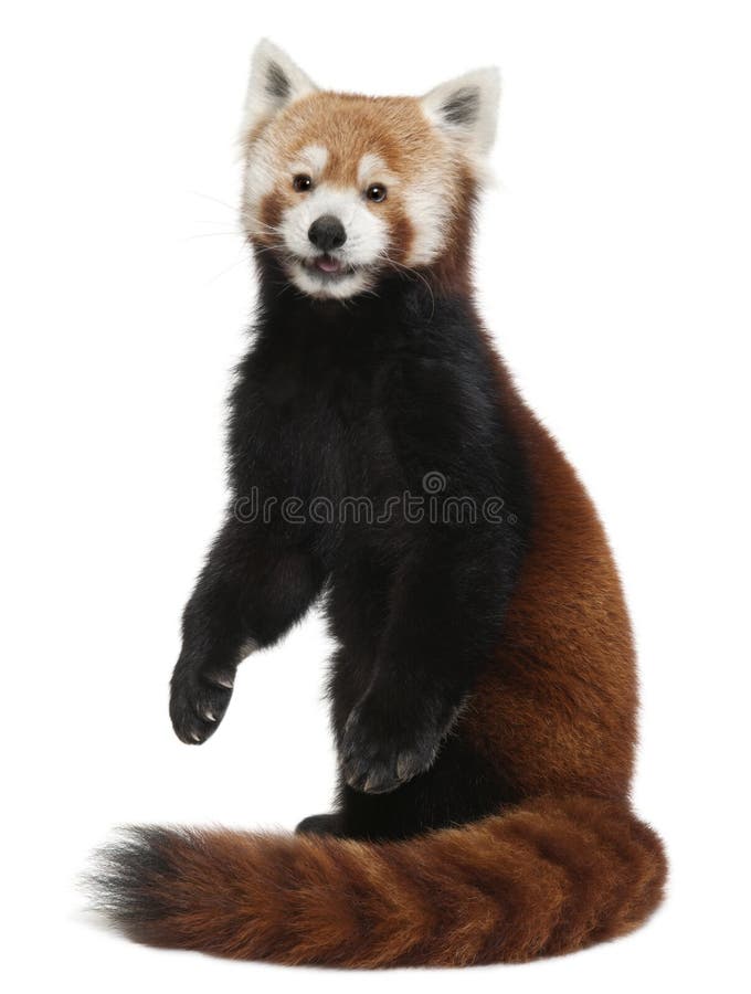475 Red Panda Isolated White Stock Photos - Free & Royalty-Free