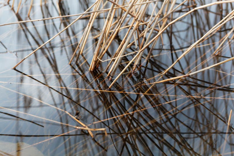 Old reed grass in water. stock photo. Image of natural 90798856