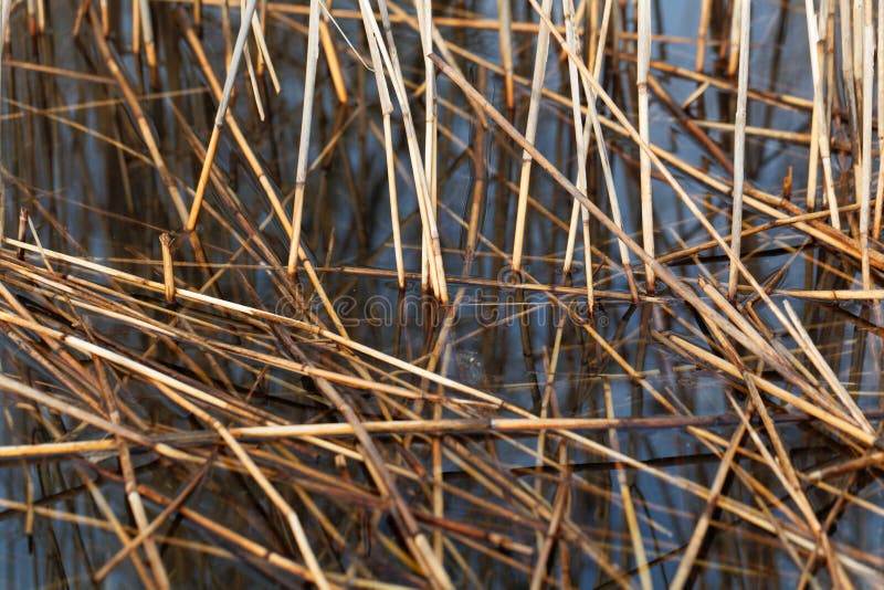 Old reed grass in water. stock photo. Image of lake, canes 90800164