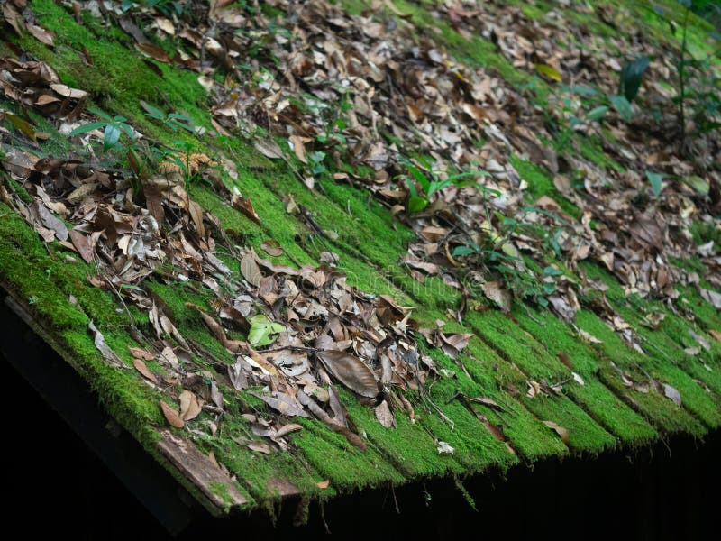 Old roof house with moss covered royalty free stock images Old roof house with moss covered royalty free stock images