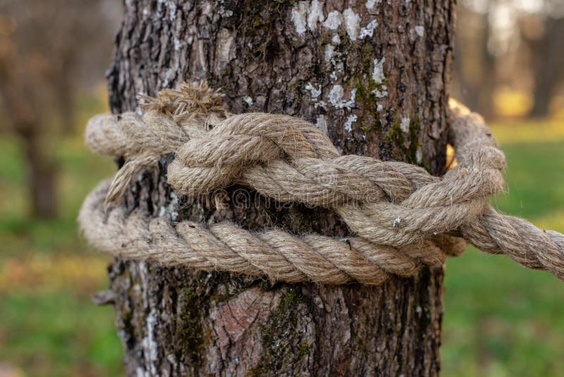 Rope Knot Around Tree Trunk Stock Photos - Free & Royalty-Free