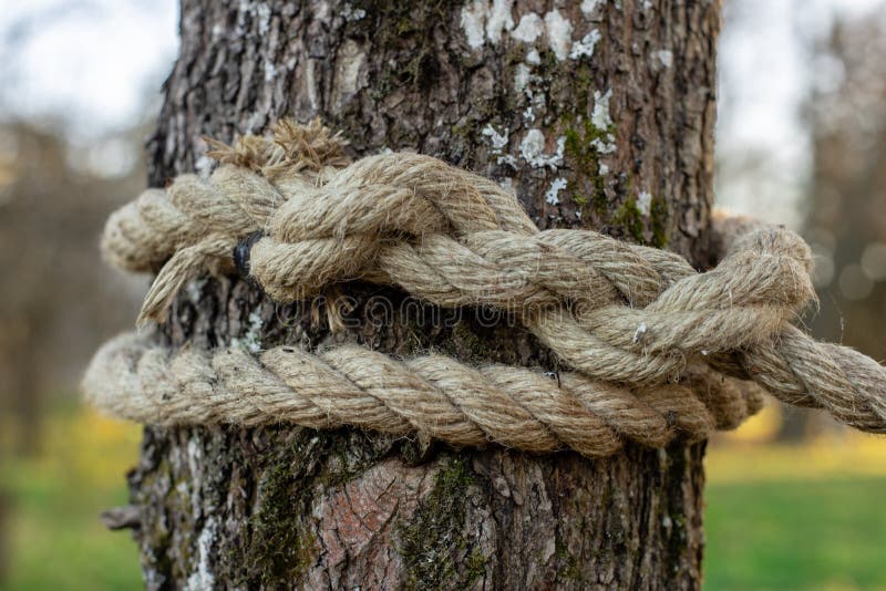 thick rope tied around a wooden stake in the forest Stock Photo