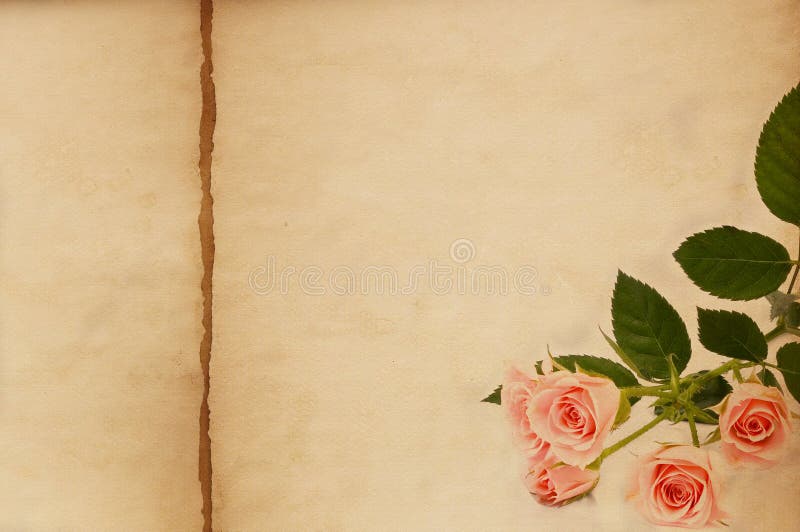 Old rose stock image. Image of backdrop, nature, vignette - 10904719