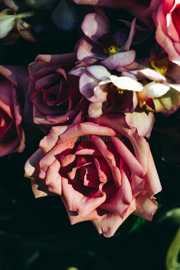 Rose Vintage stock photo. Image of drop, single, petal - 36117454