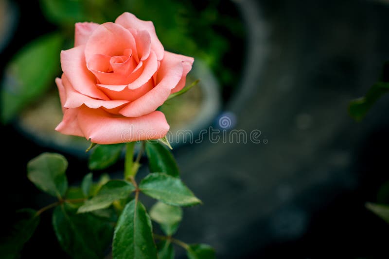 Old Rose Color Rose on Blurred Background Stock Image - Image of love