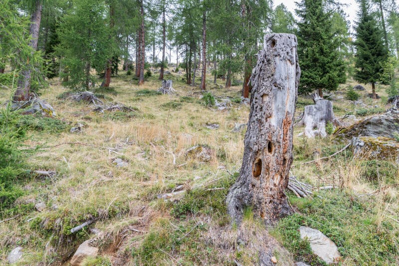 Old Rotten Tree Trunk in the Mountains Stock Photo - Image of pinzgau ...