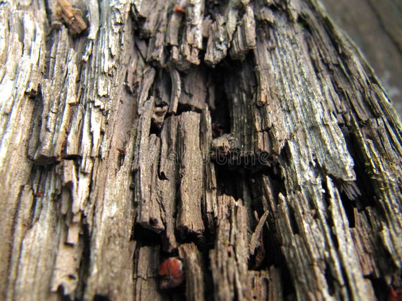 Old rotten wood royalty free stock images Old rotten wood royalty free stock images