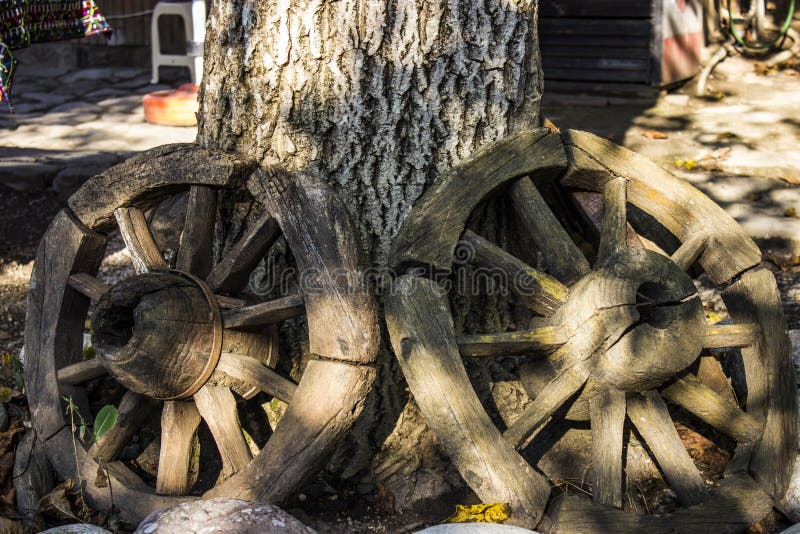 Two old wooden horse carriage wheels near the old tree. Two old wooden horse carriage wheels near the old tree