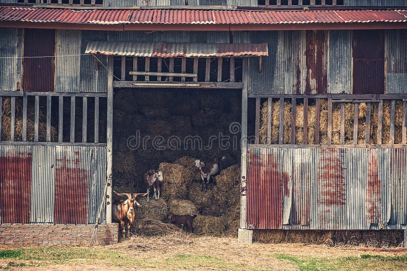 Old rustic hay barn with goats in vintage style tone. Stable rustic style stock images, royalty-free photos and pictures