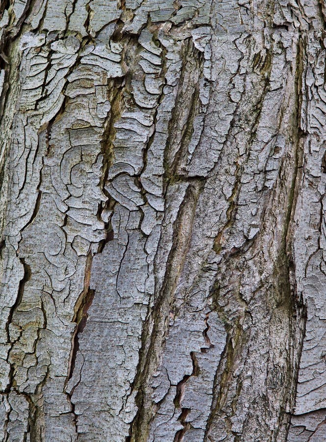 Old rustic tree bark stock image