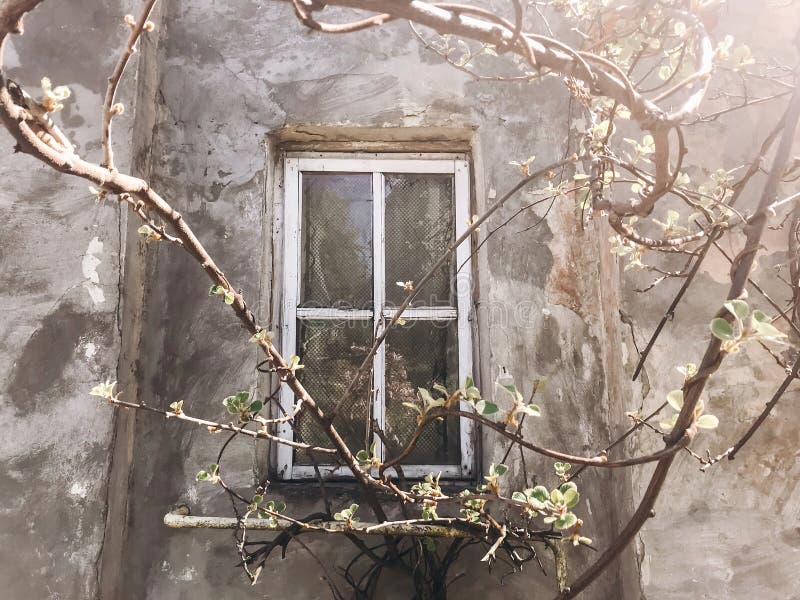 Old rustic wooden window on concrete wall of aged house in sunny botanical garden with branches and fresh new green leaves. Phone royalty free stock photos Old rustic wooden window on concrete wall of aged house in sunny botanical garden with branches and fresh new green leaves. Phone royalty free stock photos