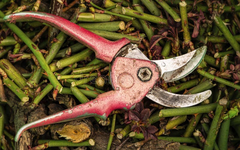 Old Rusty Garden Pruner. Pruning a Rose Bush in a Spring Garden Stock