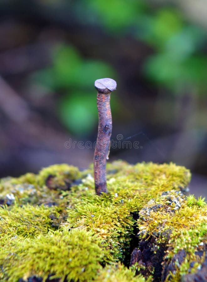 The old rusty nail stock photos The old rusty nail stock photos