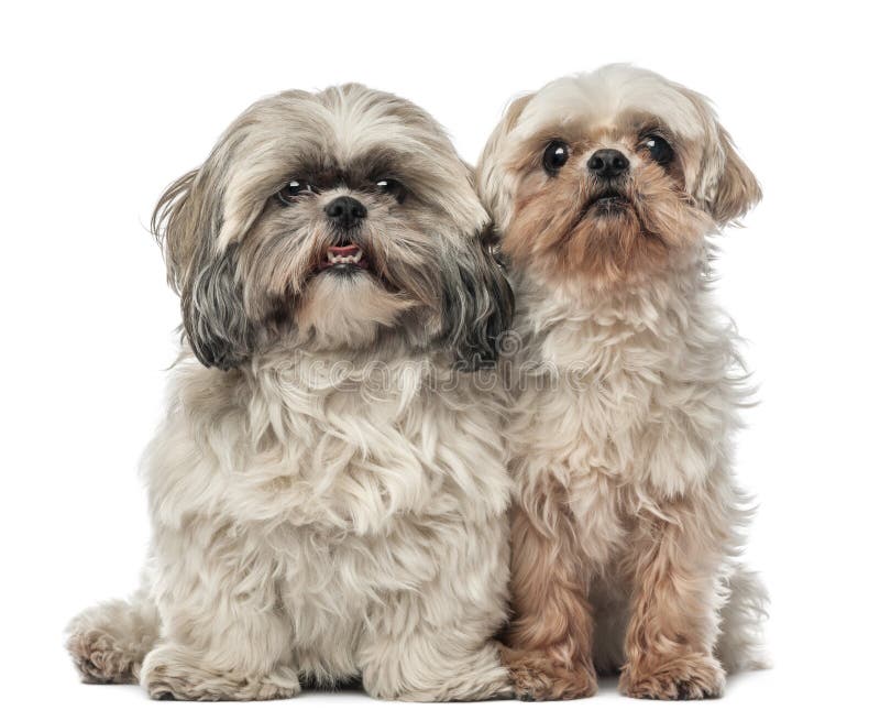 Old Shih Tzu, 14.5 Years Old, And Shih Tzu Stock Photo - Image of white ...