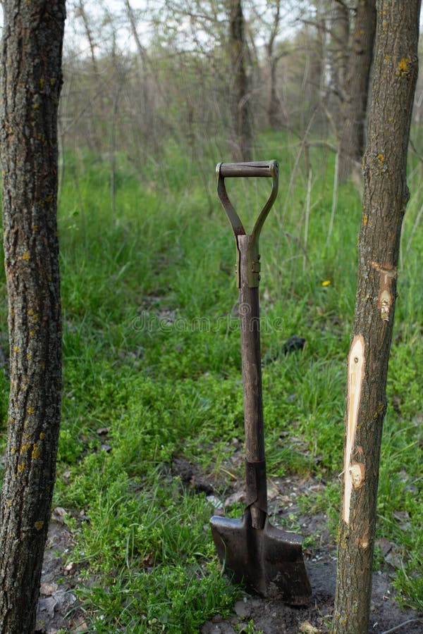 Old Shovel Inserted into the Ground Stock Image Image of shovel