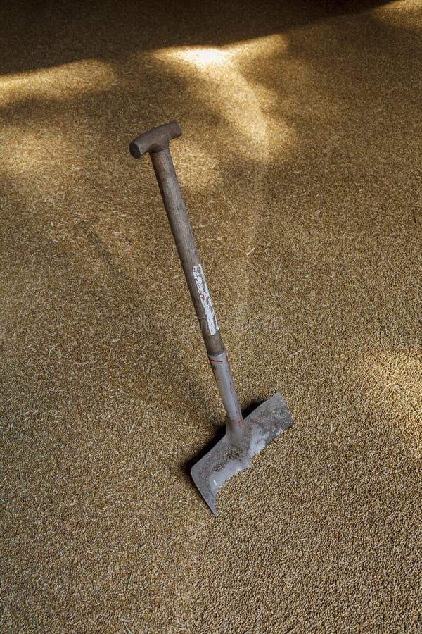 Old Shovel Standing Up in a Sea of Grain Stock Image Image of plant