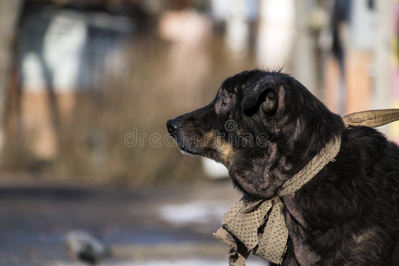 Old Sick Black Dog With Sore Eyes Stock Photo Image Of Circular