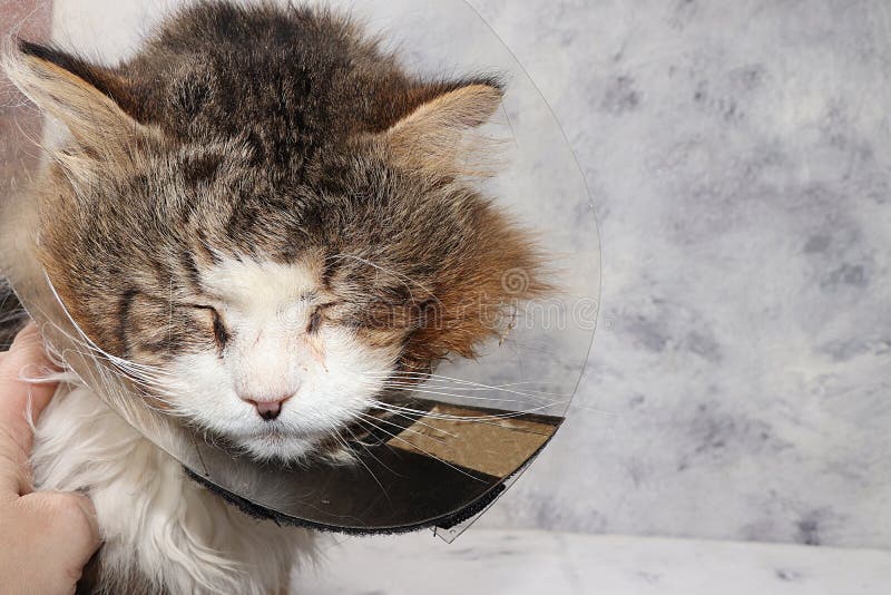 Cat Sleeping Positions When Sick & Other Signs of Pain