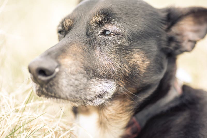 Old and sick dog dying of cancer. Beloved pet stock images Old and sick dog dying of cancer. Beloved pet stock images