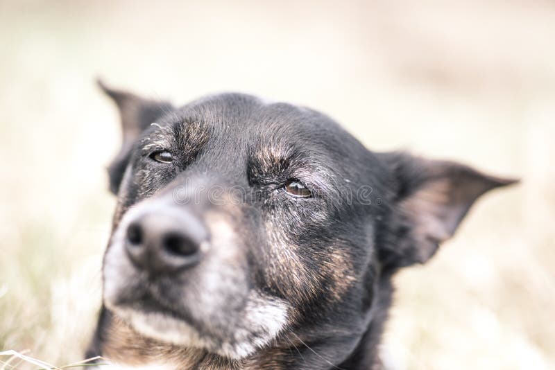 Old and sick dog dying of cancer. Beloved pet stock images Old and sick dog dying of cancer. Beloved pet stock images