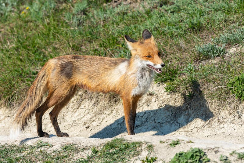 Old Skinned Skinny Fox On The Walkway Stock Image Image Of Skinned