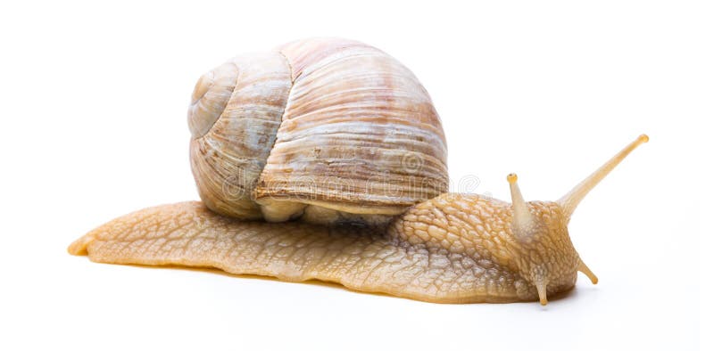 A old snail creeps away isolated on white background. Taken in Studio with a 5D mark III. A old snail creeps away isolated on white background. Taken in Studio with a 5D mark III