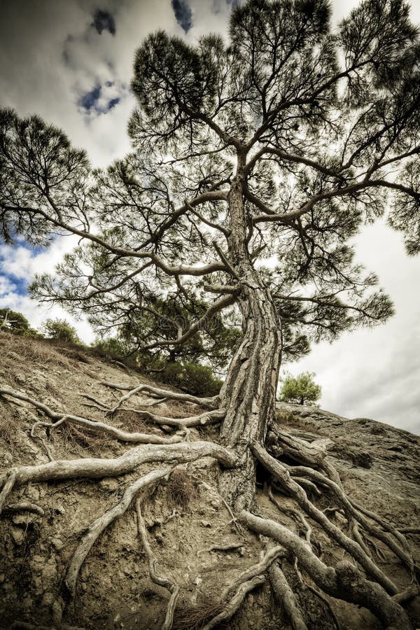 One old tree with long roots on a dry soil. Majestic pine tree. One old tree with long roots on a dry soil. Majestic pine tree