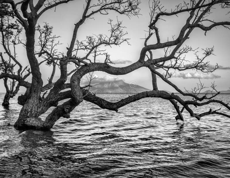 Spooky seascape with old tree on Maumere,Indonesia. Spooky seascape with old tree on Maumere,Indonesia