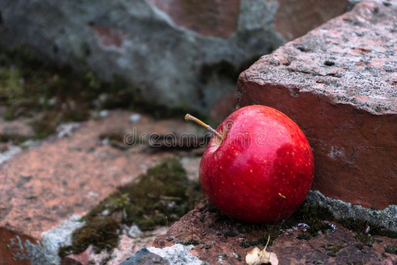 Stairs from the Apple Slices Stock Photo Image of creative, motion