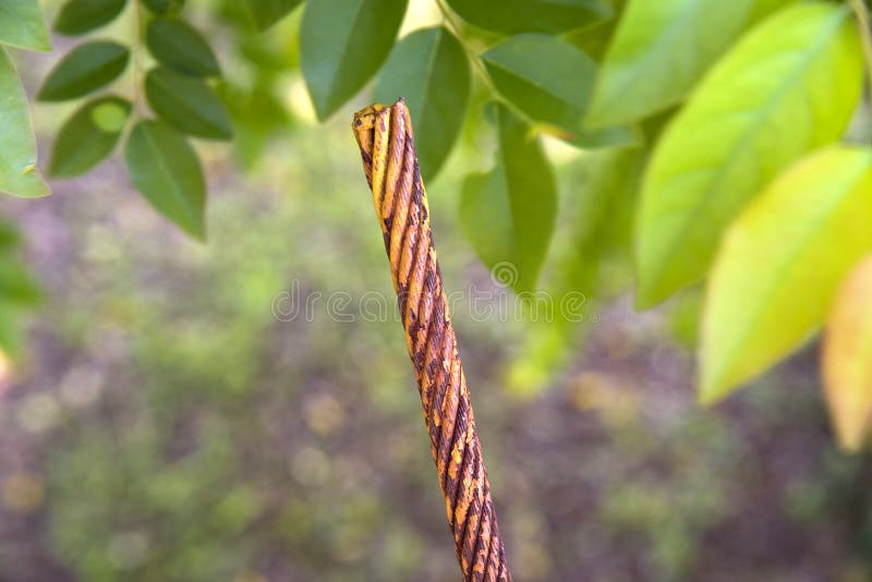 Old Steel Cable Wires and Rusting Stock Image Image of bundle, close