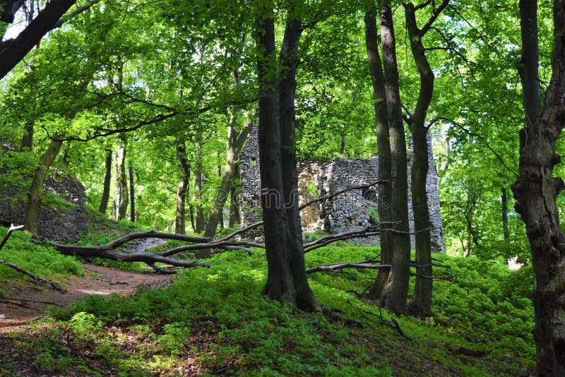 Old stone castle ruins in forest. hot summer day